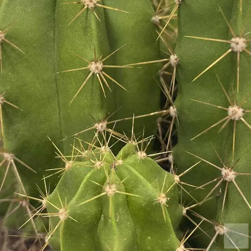 Adorn Your Home with the Exotic Echino Cactus | On Sale Now!