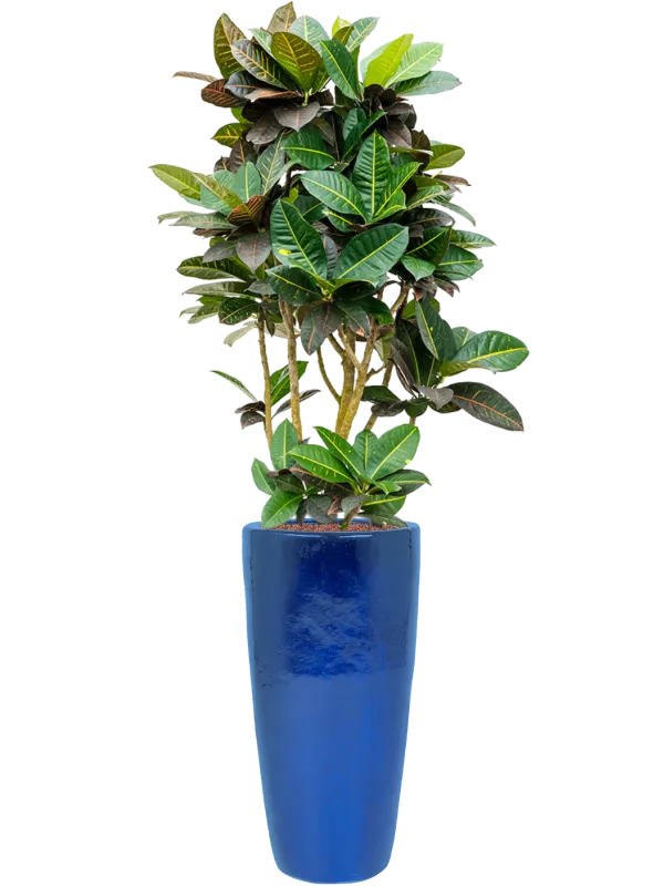 Croton (Codiaeum) variegatum 'Petra' in Plain Office Plant With Pot 168cm Height 27cm Dia